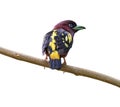 Beautiful banded broadbill bird perched on a tree branch isolated on a white background