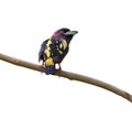 Beautiful banded broadbill bird perched on a tree branch isolated on a white background