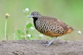 Beautiful banded brown bird with black breasted and white surrounded by black dot eyes posing on dirt pole against meadow field