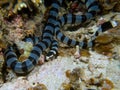 Beautiful banded sea krait, sleeping underwater, Raja Ampat, Indonesia