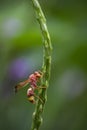 A beautiful banded wasp perched on a plant