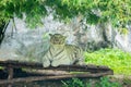 Beautiful Bangal tiger