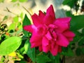 Beautiful Bangladeshi rose flower