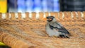 Beautiful Bank Myna sitting on bedstead.