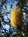 Beautiful banksia tree blooming