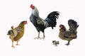 Beautiful bantam chicken family in farm Royalty Free Stock Photo