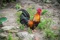 Beautiful Bantam is Strong Chicken Royalty Free Stock Photo