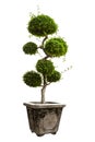 Beautiful Banyan Tree or Ficus Microcarpa Bonsai in A Flower Pot isolated on pure white background for graphic. Royalty Free Stock Photo