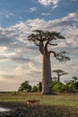 Beautiful Baobab