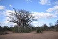 Beautiful baobab in Kruger