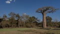 A beautiful baobab tree in a clearing with green grass.