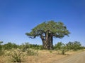 Large baobab tree with green leaves growing on the side of a dirt road with blue sky in the background in Kruger Park South Africa Royalty Free Stock Photo