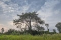 Beautiful baobab tree with light of sunrise and vegetation. Angola