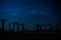 Beautiful Baobab trees avenue of the baobabs in Madagascar as the landscape with Milky Way ,Beautiful night starry sky  in summer Royalty Free Stock Photo