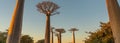 Beautiful baobab trees at the legendary Avenue of Baobab in Morondava.