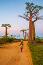 Beautiful Baobab trees at sunset at the avenue of the baobabs