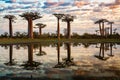 Beautiful Baobab trees at sunset at the avenue of the baobabs in Madagascar Royalty Free Stock Photo