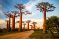 Beautiful Baobab trees at sunset at the avenue of the baobabs in Madagascar Royalty Free Stock Photo