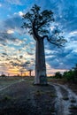 Beautiful Baobab trees at sunset at the avenue of the baobabs in Madagascar Royalty Free Stock Photo