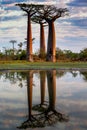 Beautiful Baobab trees at sunset at the avenue of the baobabs in Madagascar Royalty Free Stock Photo