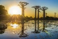 Avenue of the baobabs with an amazing sunset