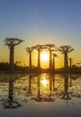 Avenue of the baobabs with an amazing sunset