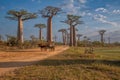 Beautiful Baobab