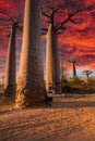 Beautiful Baobab trees at sunset