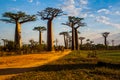 Beautiful Baobab trees at sunset at the avenue of the baobabs in Madagascar Royalty Free Stock Photo