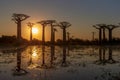 Beautiful Baobab trees at sunset at the avenue of the baobabs in Madagascar Royalty Free Stock Photo