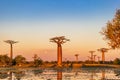 Beautiful Baobab trees at sunset at the avenue of the baobabs in Madagascar Royalty Free Stock Photo