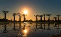 Beautiful Baobab trees at sunset at the avenue of the baobabs in Madagascar Royalty Free Stock Photo