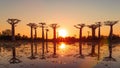 Beautiful Baobab trees at sunset at the avenue of the baobabs in Madagascar Royalty Free Stock Photo