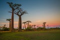 Beautiful Baobab trees at sunset