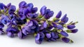Beautiful Baptisia False Indigo on White Background - High Quality Stock Photo Royalty Free Stock Photo