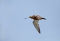 Beautiful bar-tailed Godwit in flight