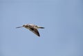 Beautiful bar-tailed Godwit in flying