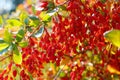 Beautiful barberry branch with lots of ripe berries