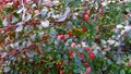 Beautiful barberry Bush.