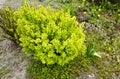 Beautiful barberry bush in the spring garden