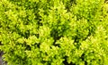 Beautiful barberry bush in the spring garden