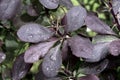 Beautiful barberry leaves with dew droplets close-up