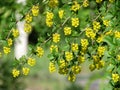 Beautiful barberry in the spring