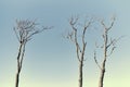 Beautiful bare branches of dead trees against bright blue sky background, close up Royalty Free Stock Photo