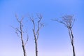 Beautiful bare branches of dead trees against vibrant blue sky background, close up view Royalty Free Stock Photo