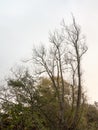 beautiful bare trees high in sky autumn landscape nature