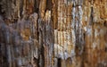 Beautiful bark on a tree in Roback Royalty Free Stock Photo