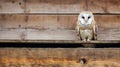 Beautiful Barn Owl Eagle Bird Hide In Natural Rustic Barns Habitat. Owls Wide Banner. Generative Ai