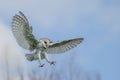 Beautiful Barn owl Tyto alba in flight before attack, with open wings, clean white and blue background. Action wildlife scene fr
