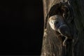 Beautiful Barn owl Tyto alba, hunting. Dark night background. Noord Brabant in the Netherlands. Writing space. Royalty Free Stock Photo